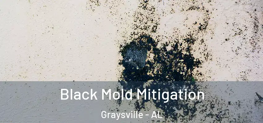 Black Mold Mitigation Graysville - AL