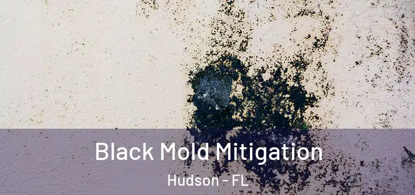 Black Mold Mitigation Hudson - FL