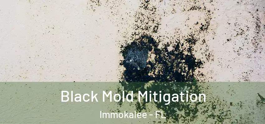  Black Mold Mitigation Immokalee - FL