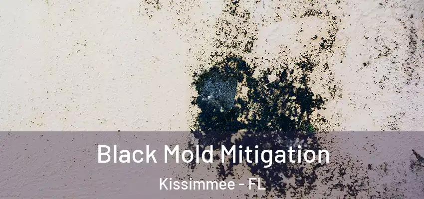Black Mold Mitigation Kissimmee - FL