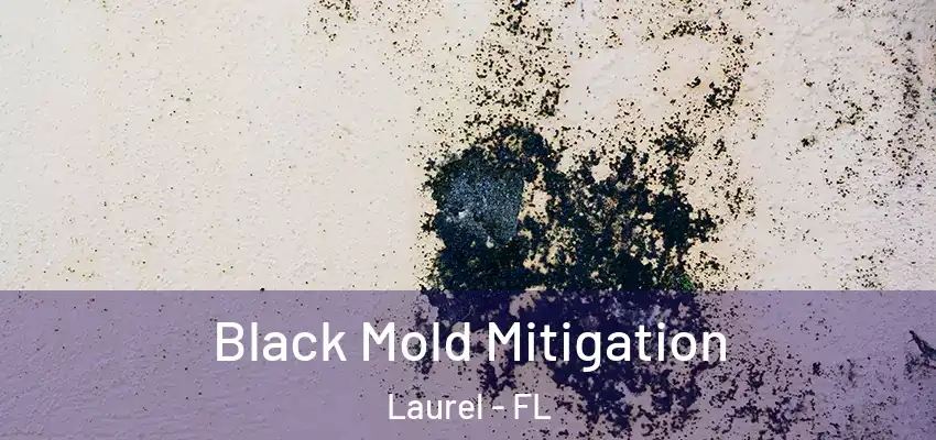  Black Mold Mitigation Laurel - FL