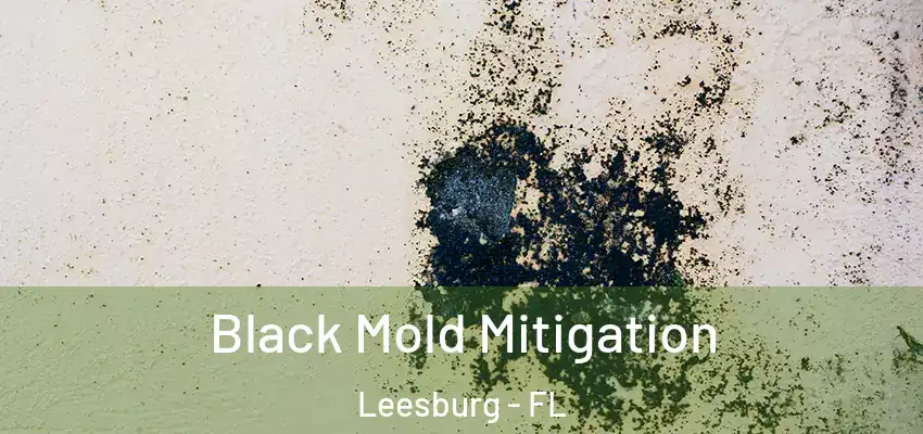 Black Mold Mitigation Leesburg - FL