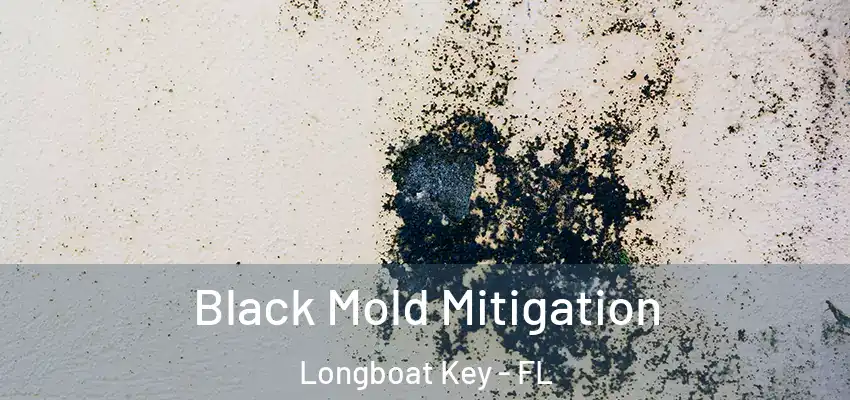 Black Mold Mitigation Longboat Key - FL