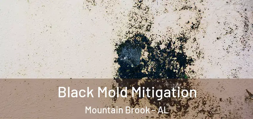  Black Mold Mitigation Mountain Brook - AL