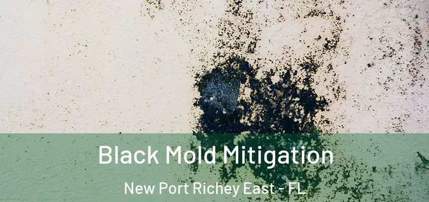 Black Mold Mitigation New Port Richey East - FL