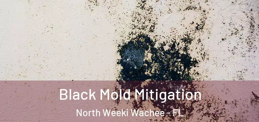  Black Mold Mitigation North Weeki Wachee - FL
