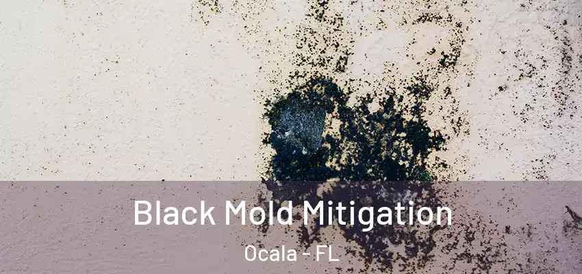 Black Mold Mitigation Ocala - FL