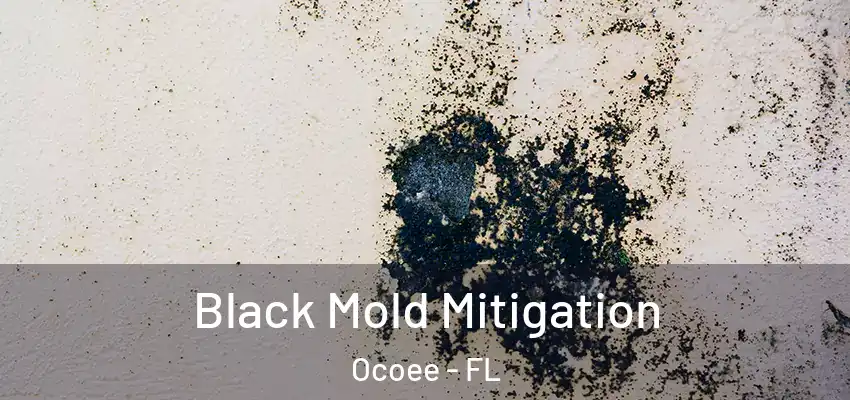 Black Mold Mitigation Ocoee - FL
