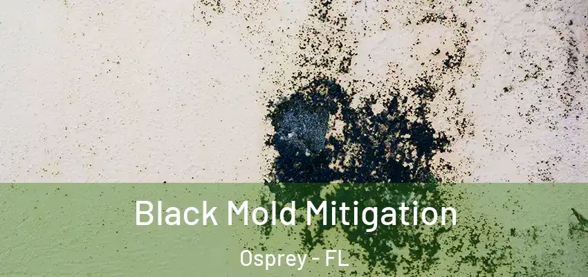  Black Mold Mitigation Osprey - FL