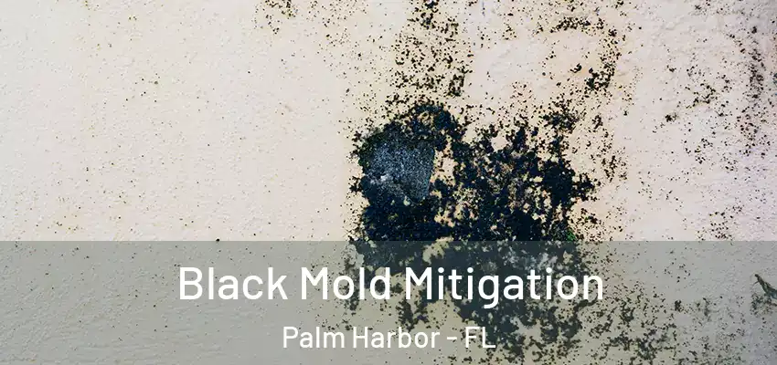 Black Mold Mitigation Palm Harbor - FL