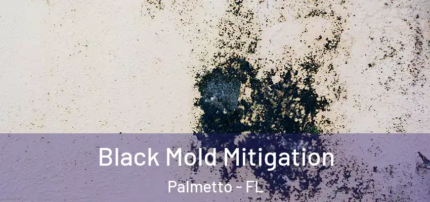 Black Mold Mitigation Palmetto - FL