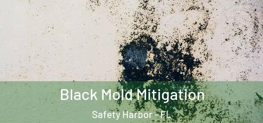  Black Mold Mitigation Safety Harbor - FL