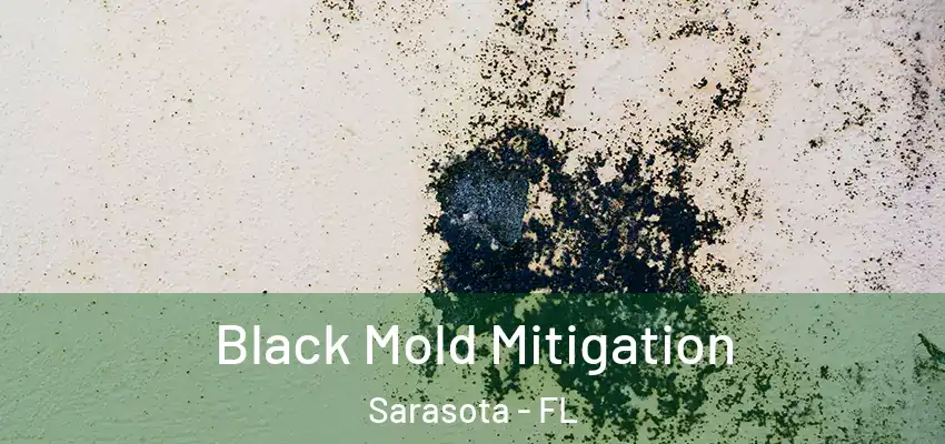 Black Mold Mitigation Sarasota - FL