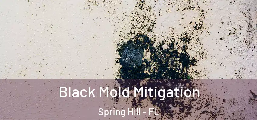 Black Mold Mitigation Spring Hill - FL