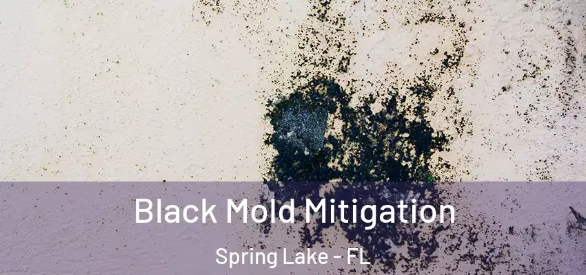 Black Mold Mitigation Spring Lake - FL