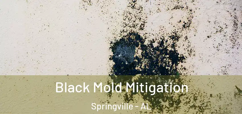  Black Mold Mitigation Springville - AL