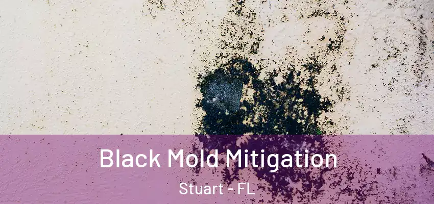  Black Mold Mitigation Stuart - FL