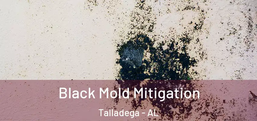 Black Mold Mitigation Talladega - AL