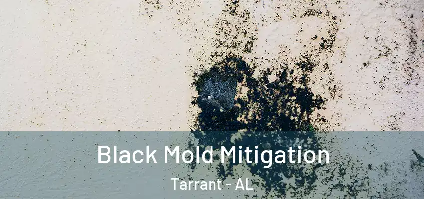 Black Mold Mitigation Tarrant - AL