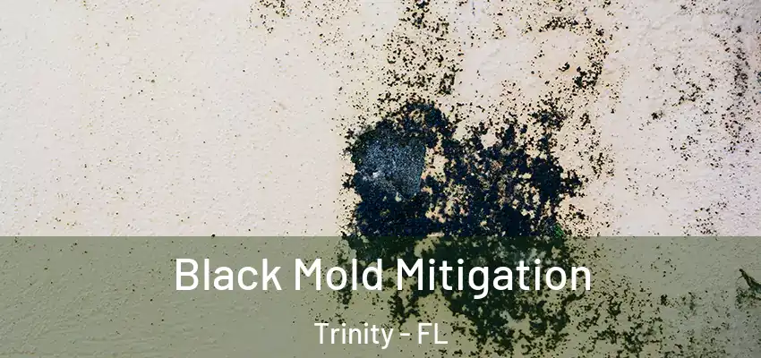  Black Mold Mitigation Trinity - FL
