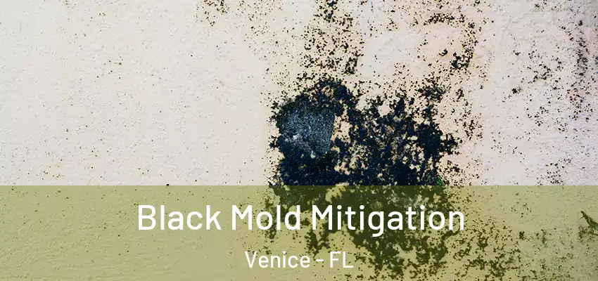  Black Mold Mitigation Venice - FL