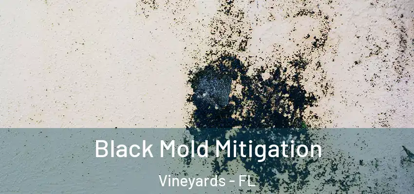  Black Mold Mitigation Vineyards - FL
