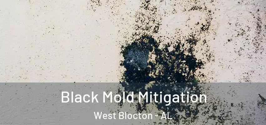 Black Mold Mitigation West Blocton - AL