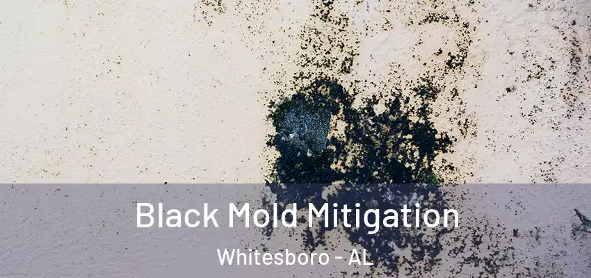  Black Mold Mitigation Whitesboro - AL