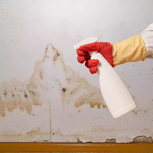 Trusted Black Mold Mitigation Specialists in Leesburg, FL