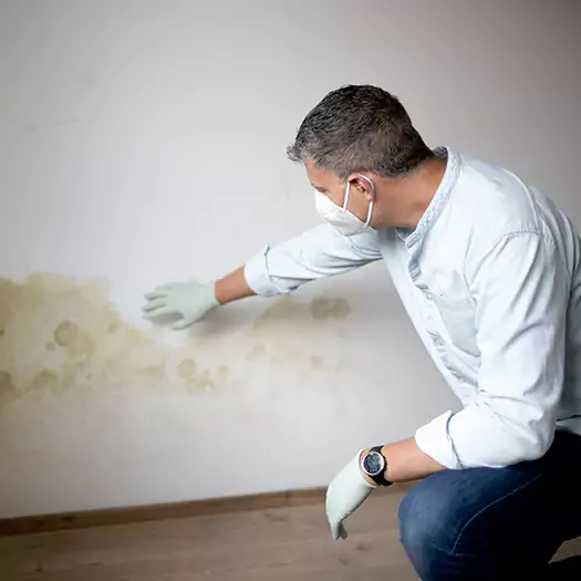 Trusted Mold Remediation and Removal Experts in Leesburg, FL
