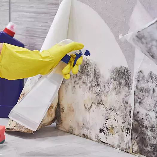 Reliable Mold Abatement Specialists in Leesburg, FL