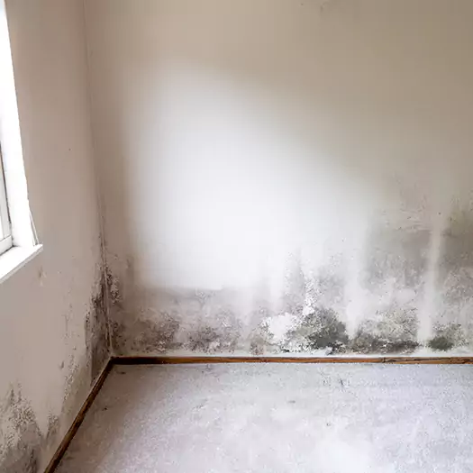 Trusted Mold Cleanup Specialists in Leesburg, FL