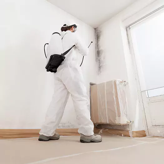 Trusted Mold Damage Experts in Leesburg, FL