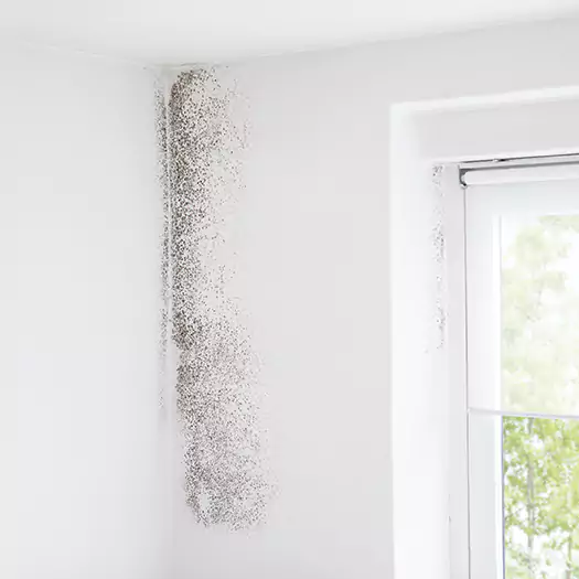 Trusted Mold Eradication Professionals Serving in Leesburg, FL