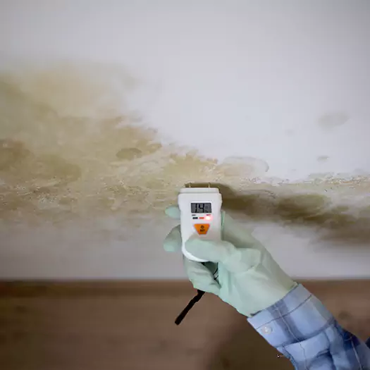 Reliable Mold Inspection Experts in Leesburg, FL