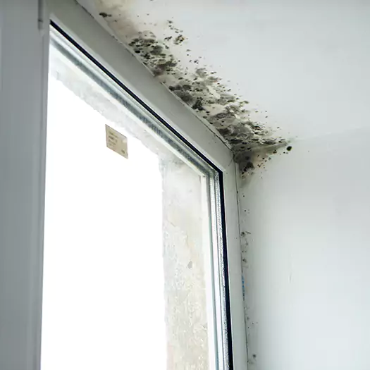 Trusted Mold on Bathroom Ceiling Experts in Leesburg, FL