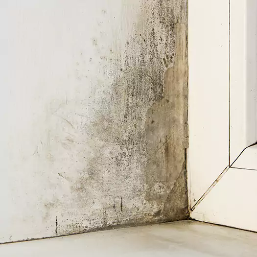 Skilled Mold on Drywall Experts in Leesburg, FL