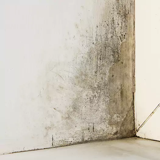 #1 Mold Remediation and Removal Experts in Leesburg, FL