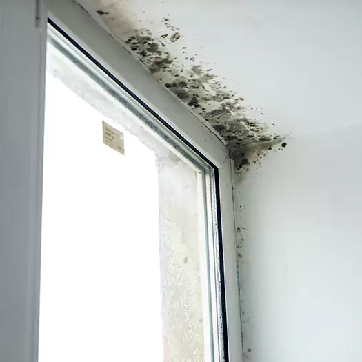 Reliable Mold Treatment Specialists in Leesburg, FL
