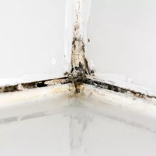 Trusted Shower Mold Removal Experts in Leesburg, FL