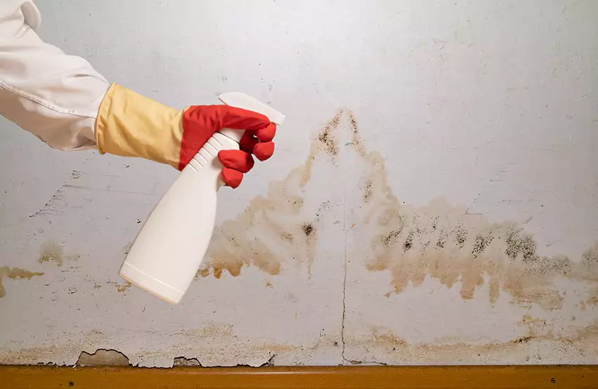 Prevent future mold in Leesburg, FL