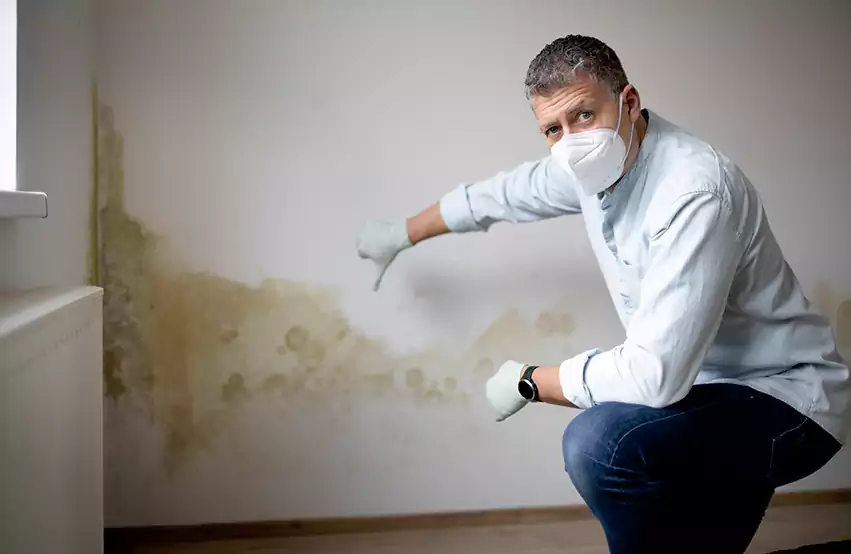 Mold Removal in Leesburg, FL