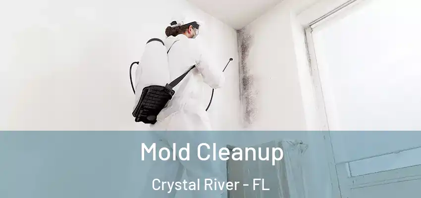 Mold Cleanup Crystal River - FL