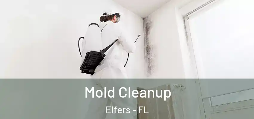  Mold Cleanup Elfers - FL