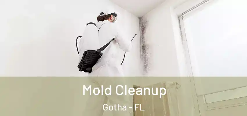Mold Cleanup Gotha - FL