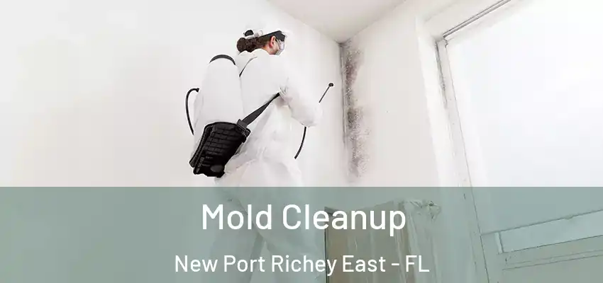 Mold Cleanup New Port Richey East - FL