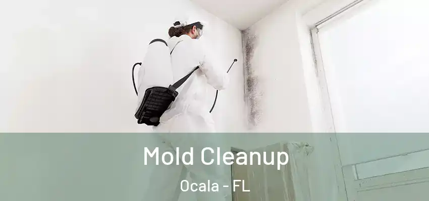 Mold Cleanup Ocala - FL