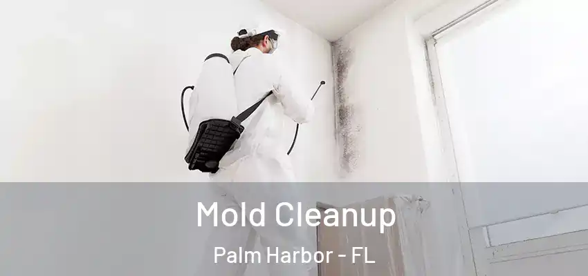 Mold Cleanup Palm Harbor - FL