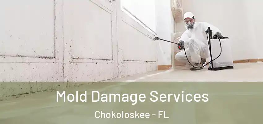  Mold Damage Services Chokoloskee - FL