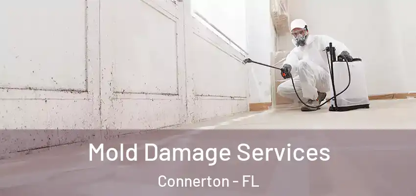 Mold Damage Services Connerton - FL